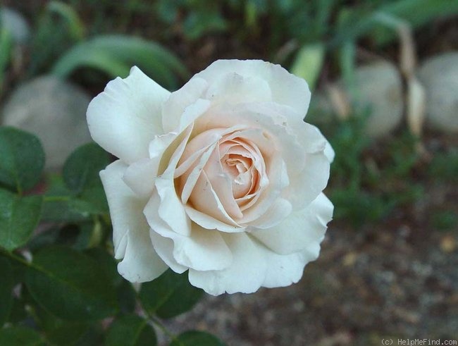 'Exciting (hybrid tea, Harkness 2005)' rose photo