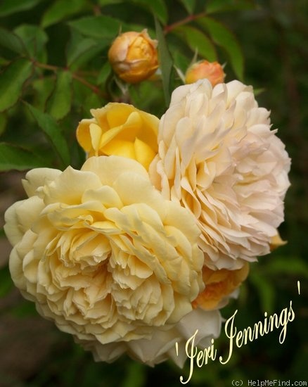 'Jeri Jennings' rose photo