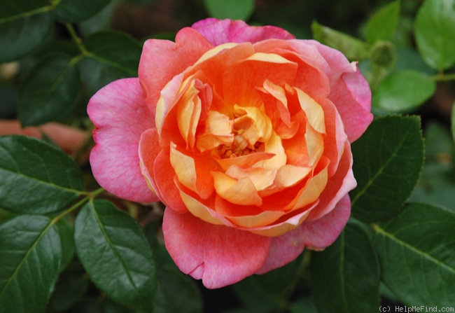 '90-02-02' rose photo