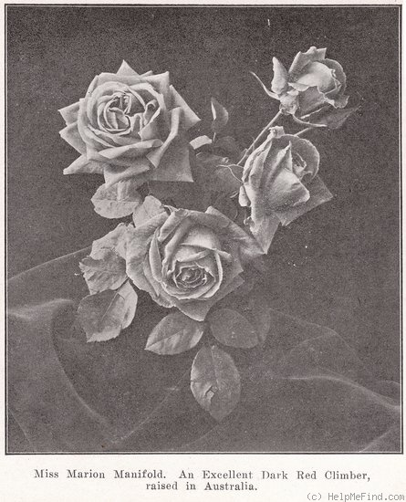 'Miss Marion Manifold' rose photo