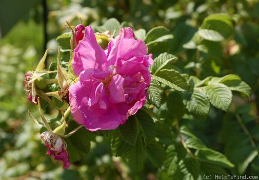 'Le Cid (hybrid rugosa, Vigneron, 1908)' rose photo