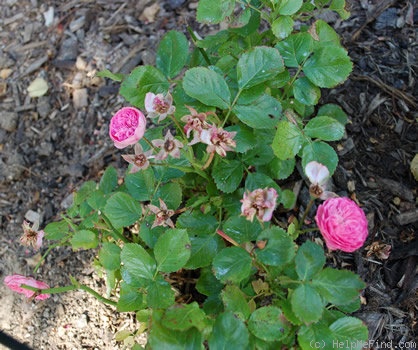 'Baby Rose' rose photo
