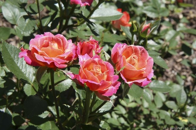 'Oxbow ™' rose photo