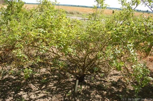 '<i>Rosa x belgradensis</i> Pančić synonym' rose photo