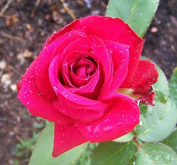 'Jennifer Hart' rose photo