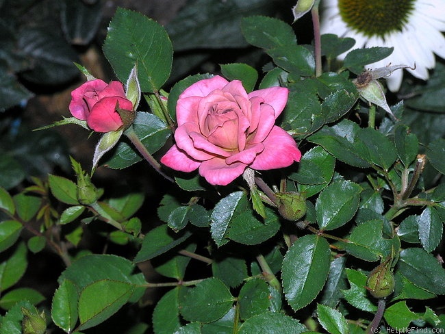'Chipmunk (miniature, Chaffin 1991)' rose photo