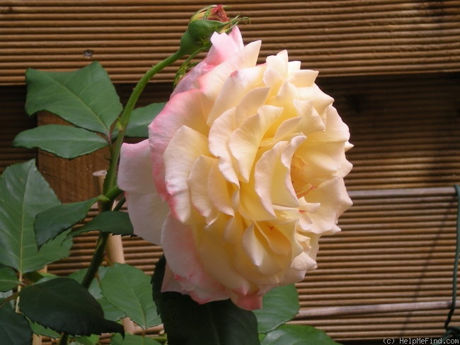 'Aquarell (hybrid tea, Evers/Tantau 1999)' rose photo
