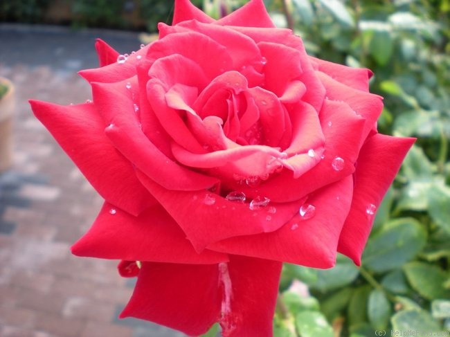 'Herz-Ass' rose photo