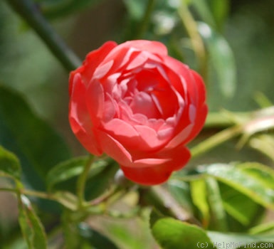 'Margo Koster, Cl.' rose photo