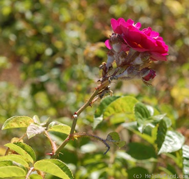 'Rudelsburg' rose photo