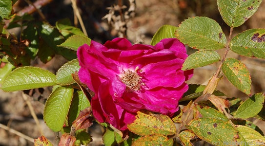 'Berger's Erfolg' rose photo