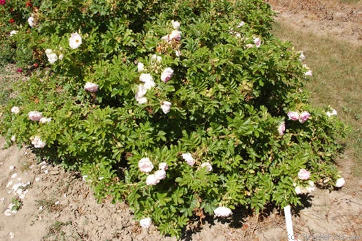 'Ritausma' rose photo