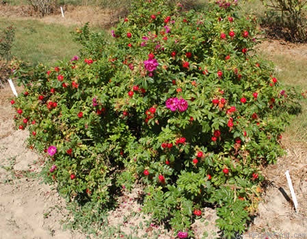 'Rotes Meer (Rugosa, Baum, 1983)' rose photo