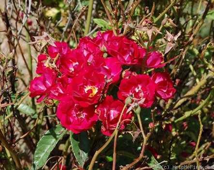 'Merveille des Rouges' rose photo