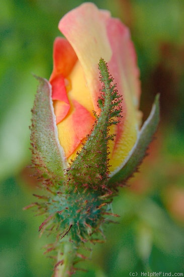 'Orange Moss' rose photo