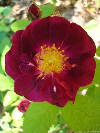 'Fara Shimbo' rose photo