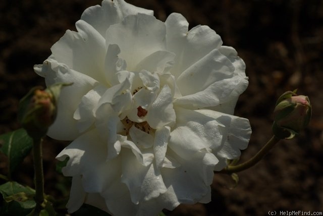 'Royal Queen' rose photo