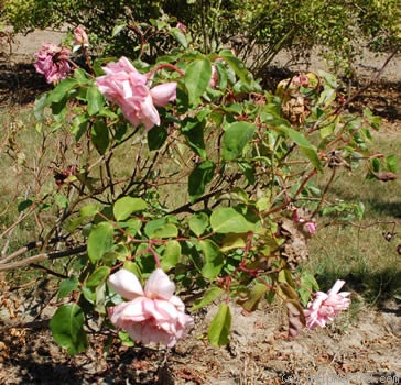 'Madame Emilie Charron' rose photo