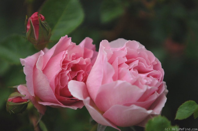 'Delia' rose photo