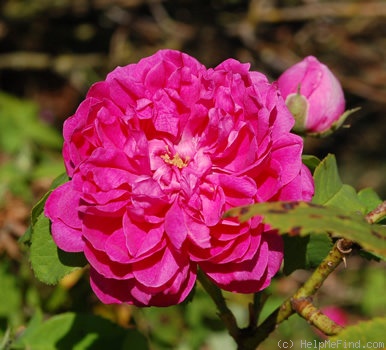 'Joasine Hanet (Damask Perp., Vibert, 1846)' rose photo