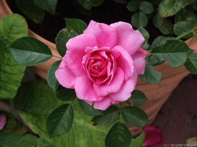 'Sonderskov' rose photo