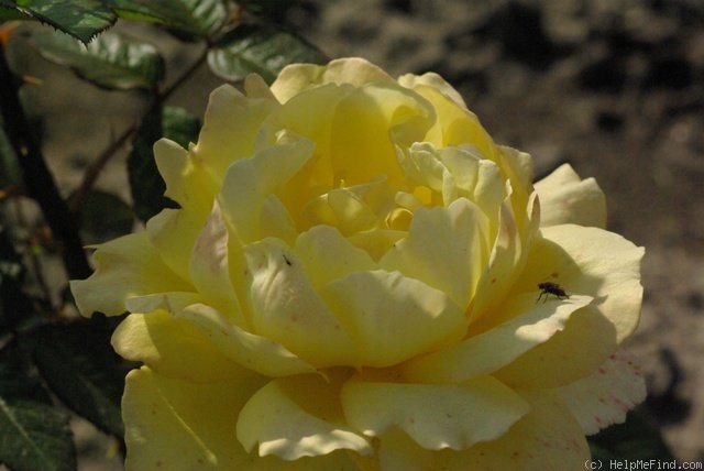 'Mountbatten' rose photo