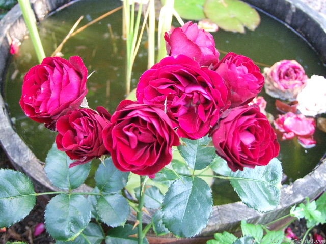 'Balmoral Palace' rose photo