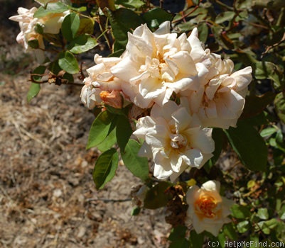 'Madame Pierre Cochet' rose photo