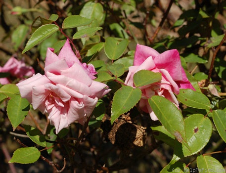 'Madame Antoine Mari (Tea, Mari before 1890)' rose photo