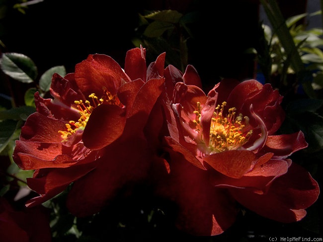 'Born Free (miniature, Moore, 1978)' rose photo