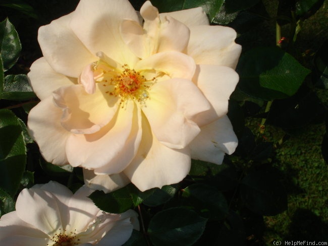 'Gardeners' Joy' rose photo