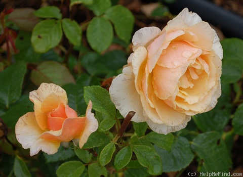 'Chimène' rose photo