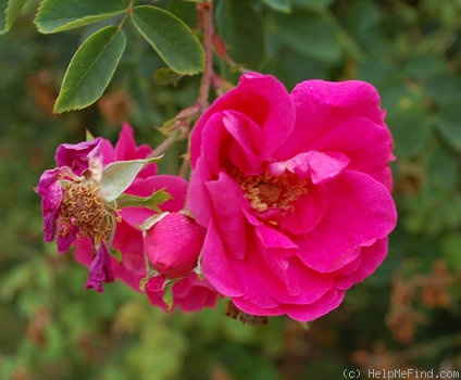 'Cerise Bouquet (shrub, Tantau/Kordes, 1937)' rose photo