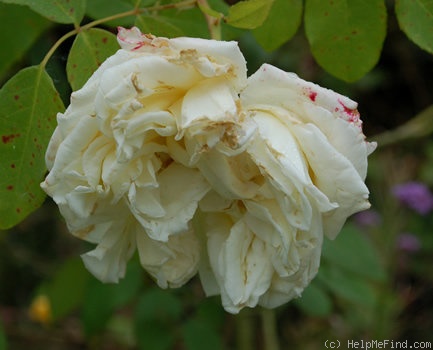 'Prinzessin Hildegard von Bayern' rose photo