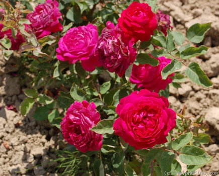 'Duc de Bragance' rose photo