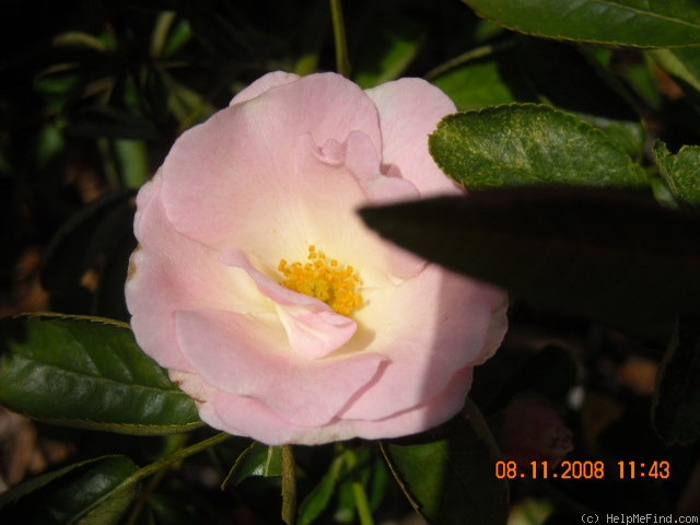 'Pink Summer Snow' rose photo