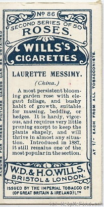 'Madame Laurette Messimy' rose photo