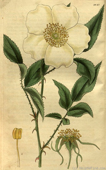 '<I>Rosa sinica</i> Ait. synonym' rose photo