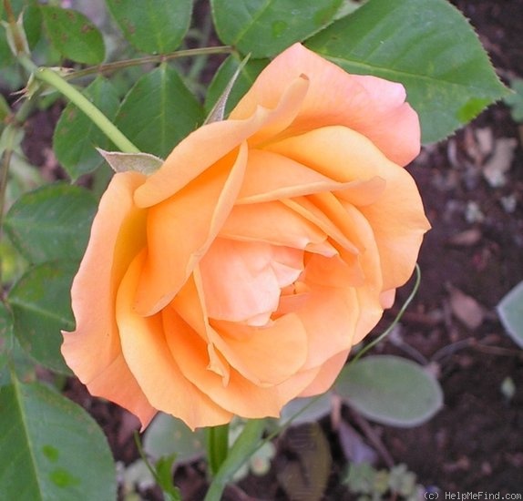 'Looping ® (Large Flowered Climber, Meilland, 1977)' rose photo