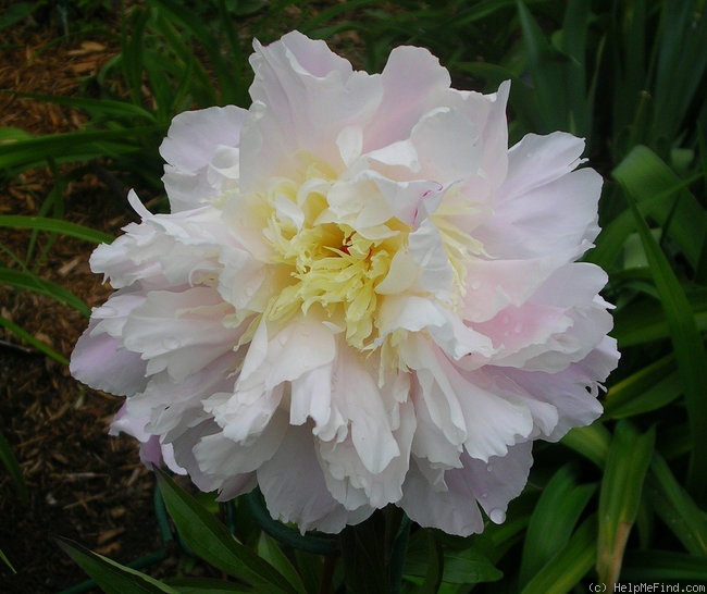 'La France (hybrid lactiflora, Lemoine, 1901)' peony photo