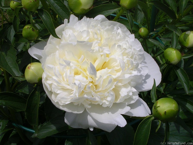 'Duchesse de Nemours (hybrid lactiflora, Calot, 1856)' peony photo