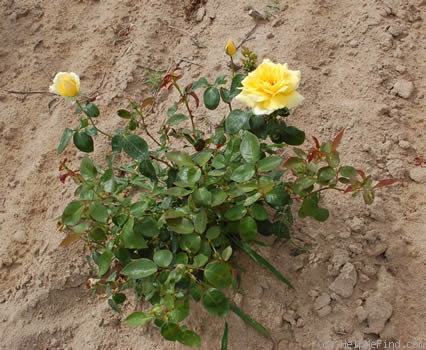 'Québec' rose photo