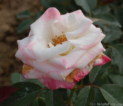 'Harmonia sub Rosa' rose photo