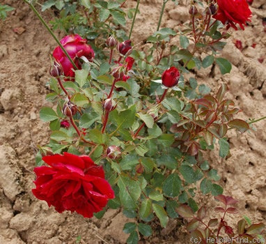 'Belle de Régnié' rose photo