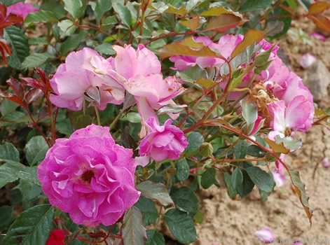 'Lavande Parfumée ®' rose, click to enlarge 'Lavande Parfumée ®' rose photo