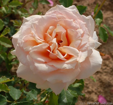 'Chateau la Croix' rose photo