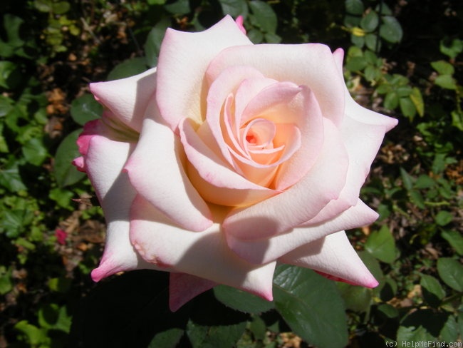 'Suffolk (hybrid tea, Perry, 1983)' rose photo