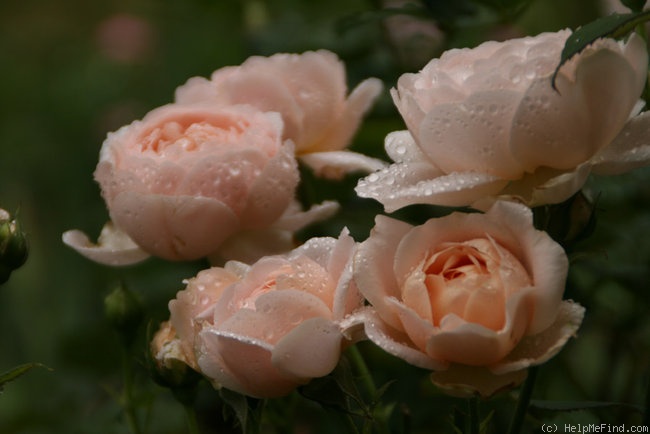 'Ambridge Rose ®' rose photo