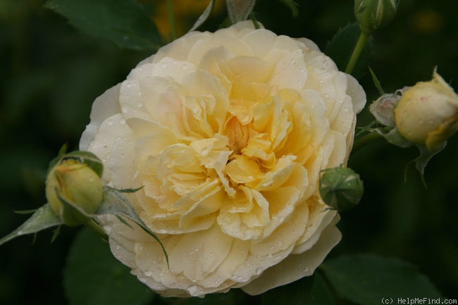 'Molineux' rose, click to enlarge 'Molineux' rose photo