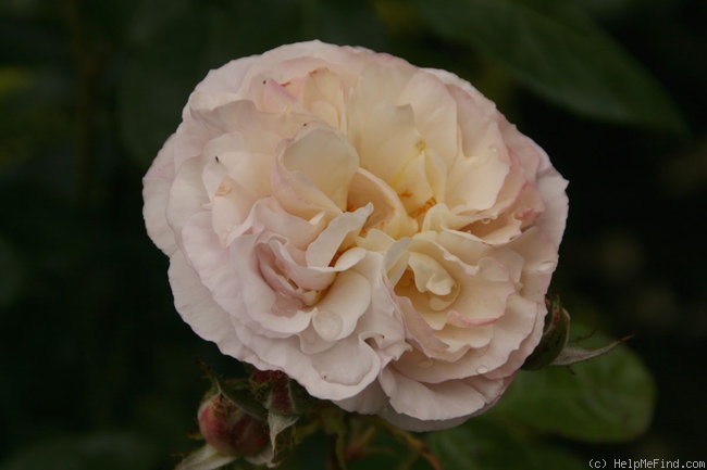 'Herkules ®' rose photo